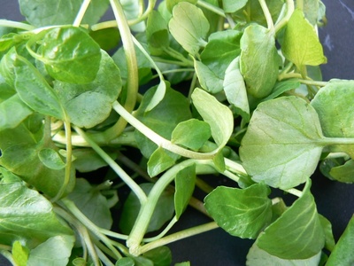 Fresh Watercress | &copy; Alison Bowden fotolia.com