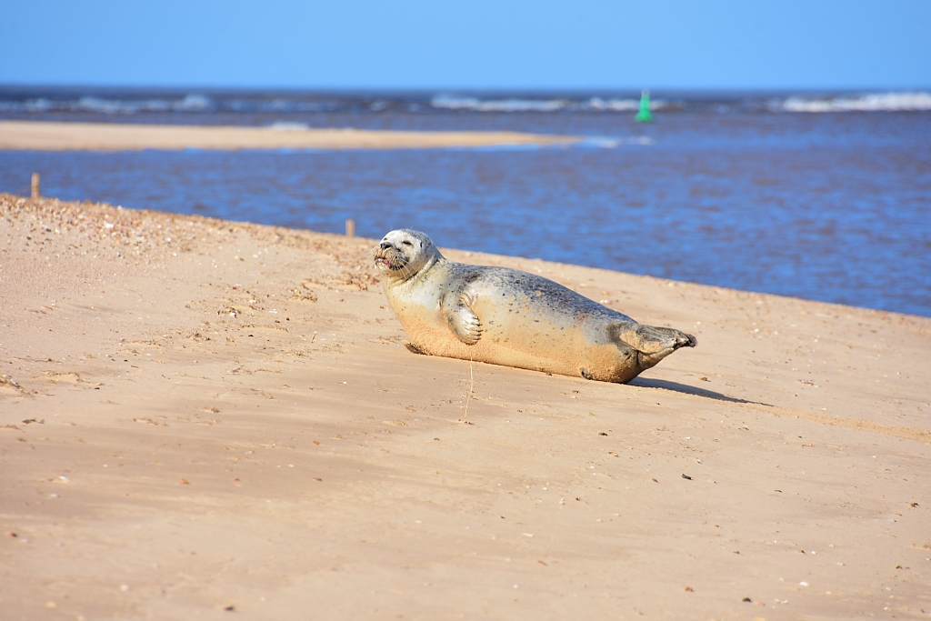 Seal Basking in the Sunshine on Wells © essentially-england.com