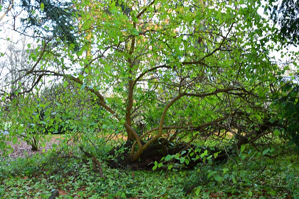 Mulberry Tree Planted in Tree Garden