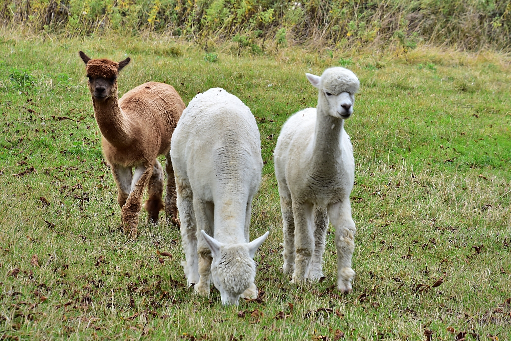 Cute Alpacas