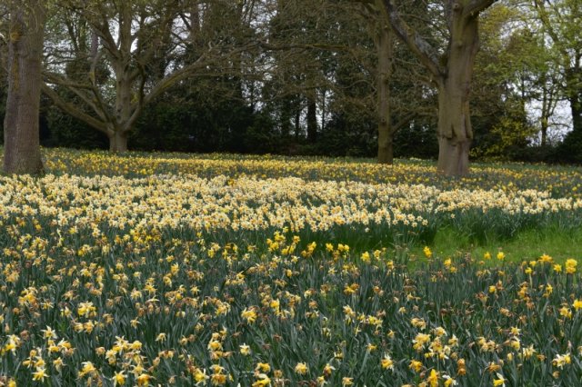 Daffodils in the landscapped gardens of ascott house on buckinghamshire bedfordshire border