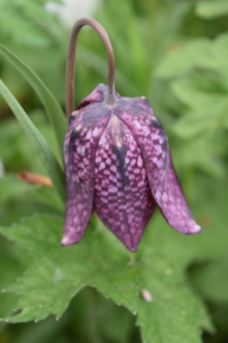 Purple fritillary in Ascott House gardens on bedfordshire Buckinghamshire border