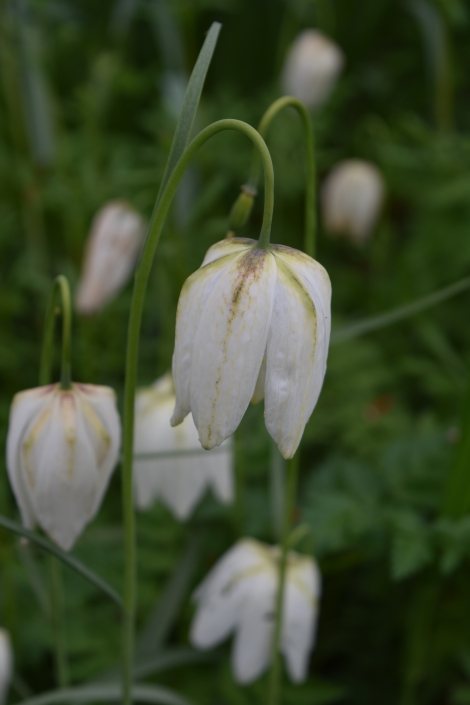 White fritillary in Ascott House gardens on bedfordshire Buckinghamshire border