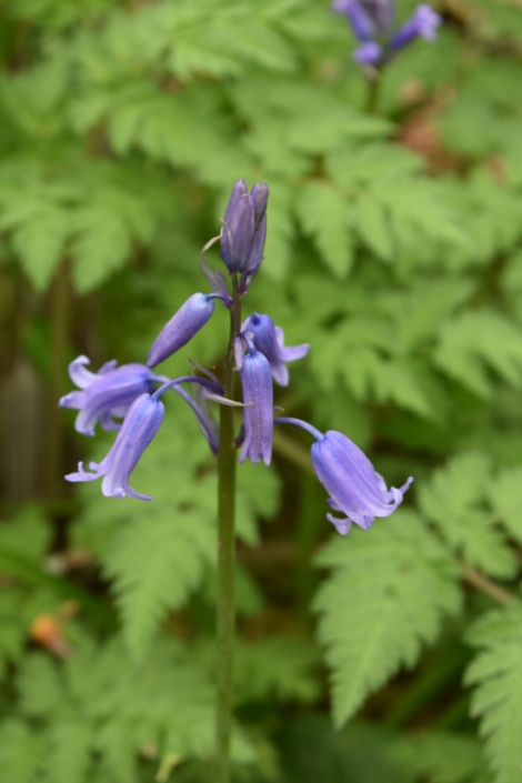 springtime in the chinese dell of ascott house garden on the buckinghamshire bedfordshire border