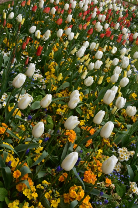 tulips in the dutch garden of ascott house on the buckinghamshire bedfordshire border