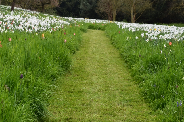 springtime in the chinese dell of ascott house garden on the buckinghamshire bedfordshire border