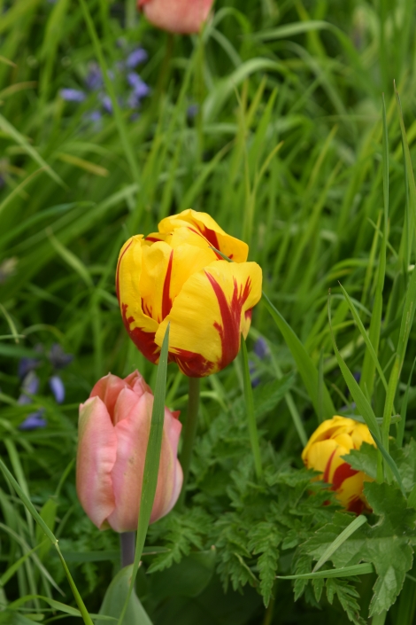 springtime in the chinese dell of ascott house garden on the buckinghamshire bedfordshire border