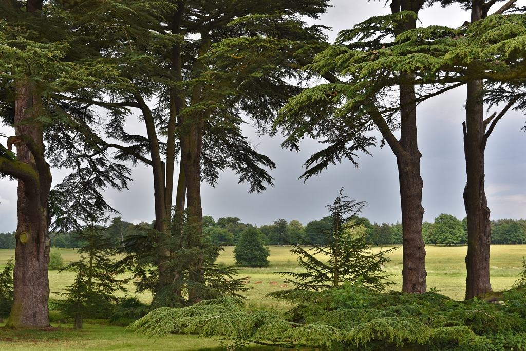 Attingham Estate Parkland