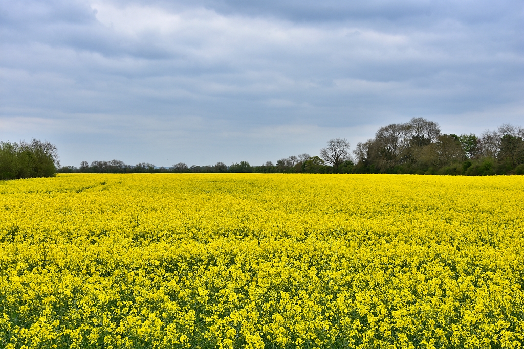 The Farmers Crop Looks Pretty at This Time of Year During our Bampton Walk © essentially-england.com