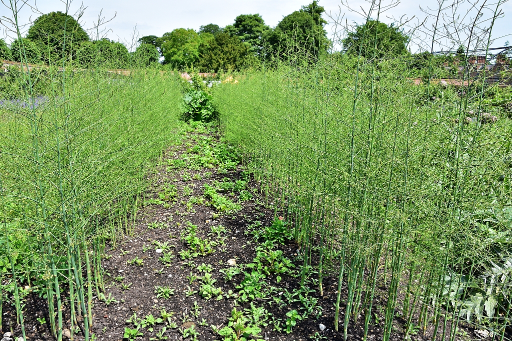 The Asparagus Plot in the Walled Garden © essentially-england.com