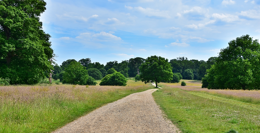 Parkland Scene on the Way Back to Blickling Hall