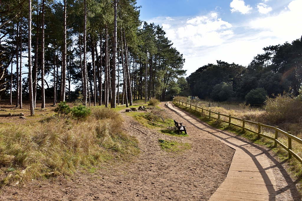 Boardwalk Through The Pine Forest at Holkham Beach