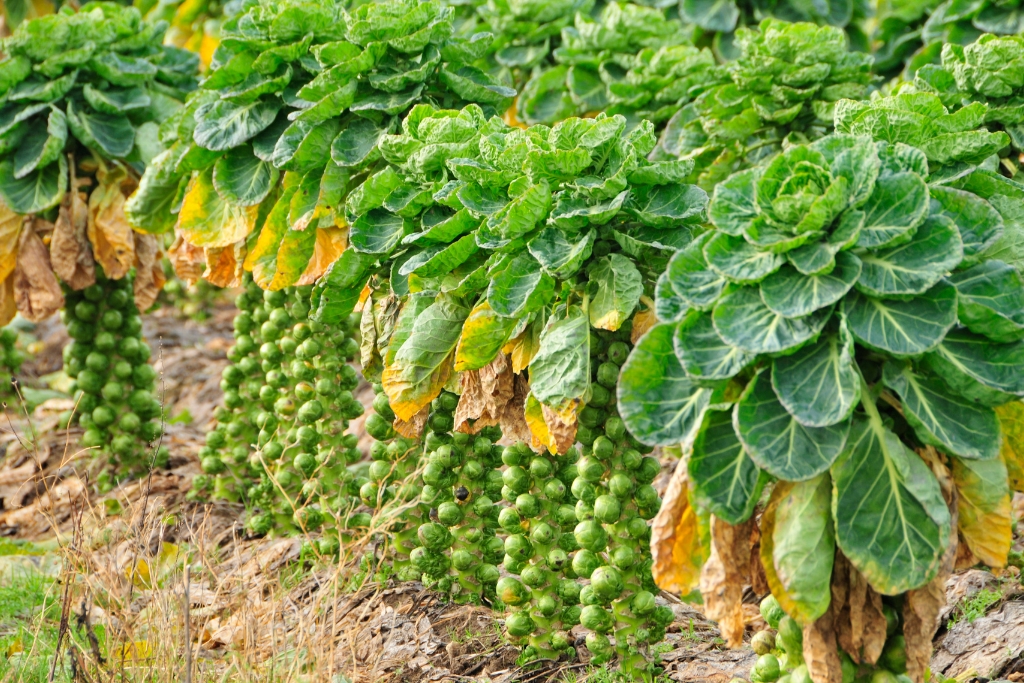 Brussels Sprout Plants © Alan_Lagadu | Getty Images canva.com