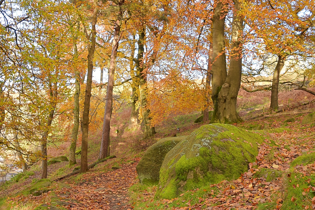 Autumn Trees on the Longshaw Estate