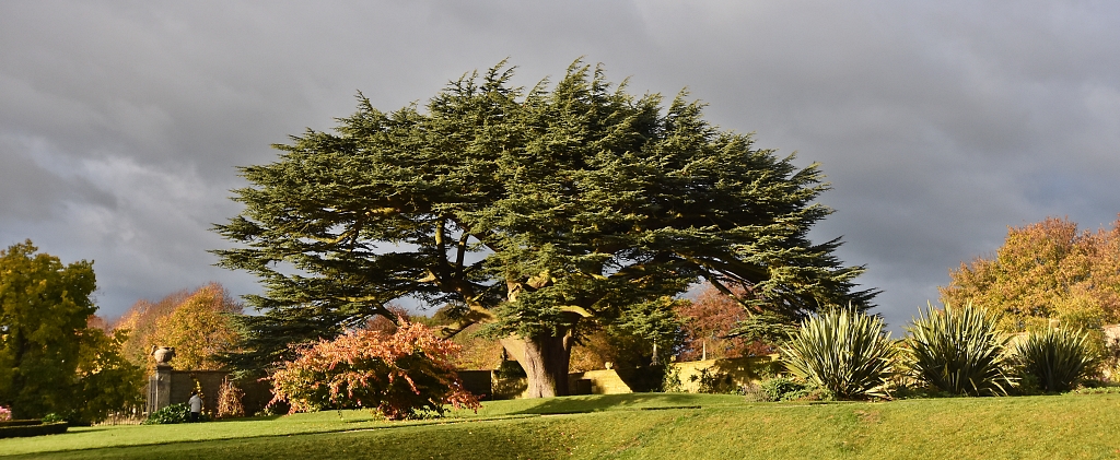 The Cedar of Lebanon Tree