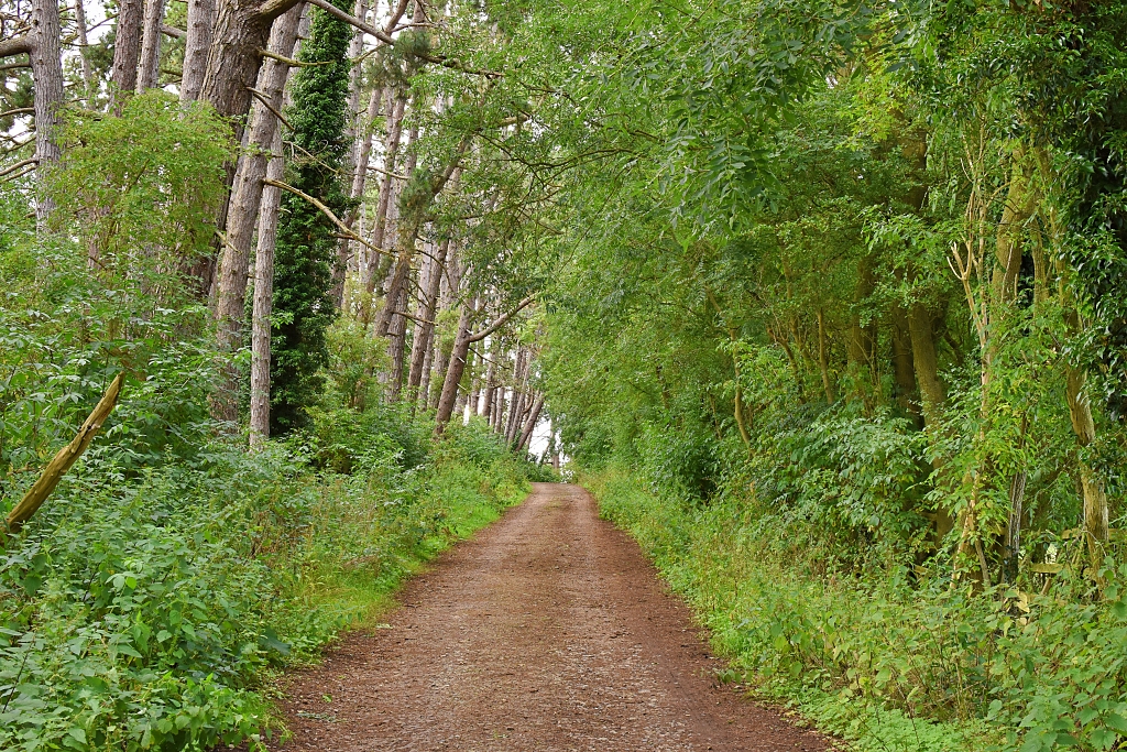 Track Running Through Pine Trees