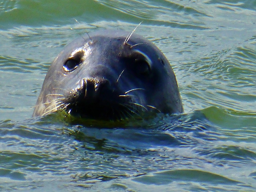 Common Seal Swimming off Blakeney Point © essentially-england.com