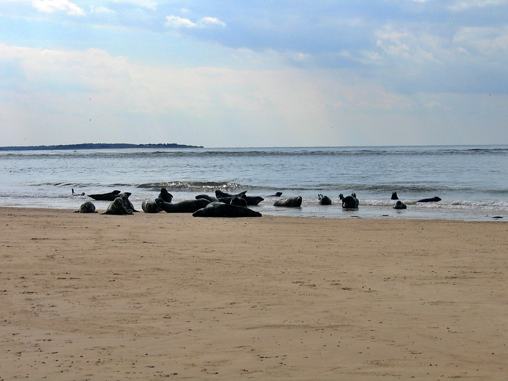 Common Seals on the Beach on Blakeney Point © essentially-england.com
