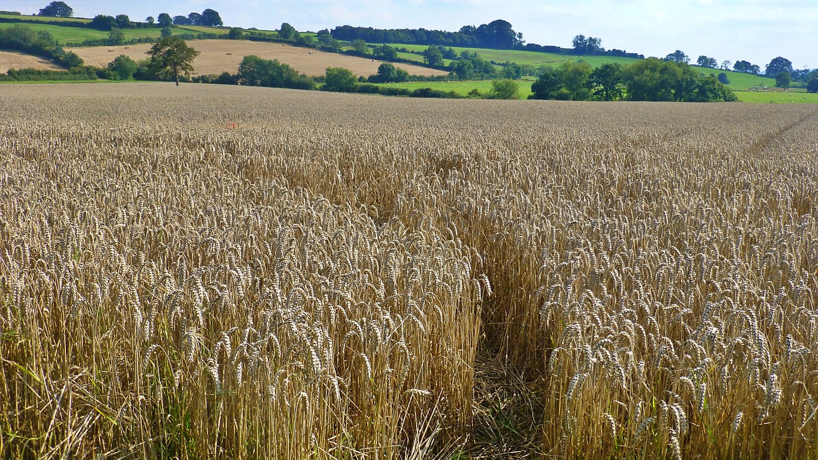 Walking in the Cotswolds © essentially-england.com