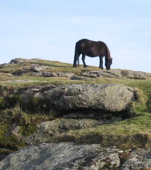 Dartmoor Pony