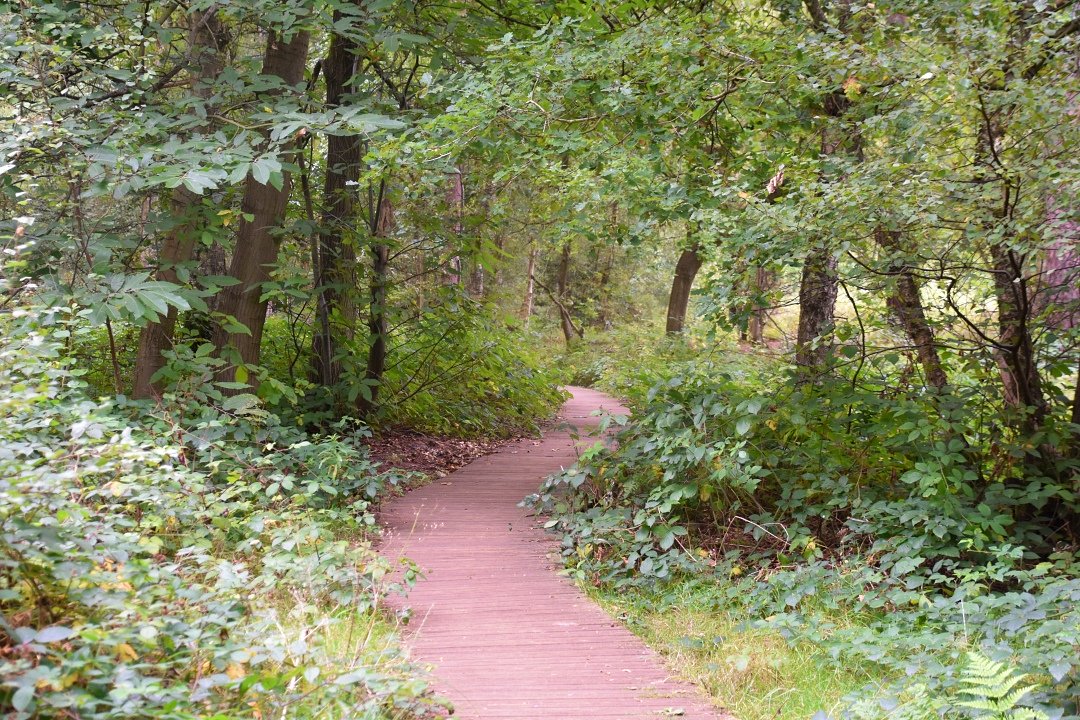 Woodland Boardwalk around Englemere Pond Nature Reserve