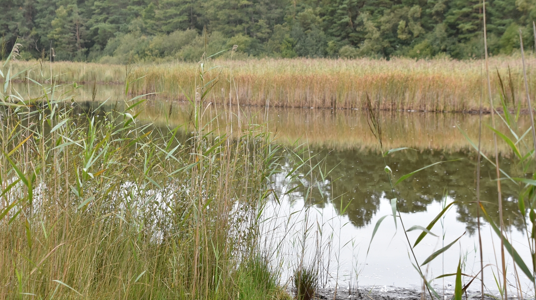 Lakeside Rushes at Englemere Pond Nature Reserve © essentially-england.com