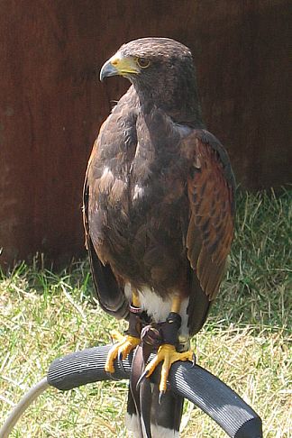 Falcon at Bosworth Battlefield