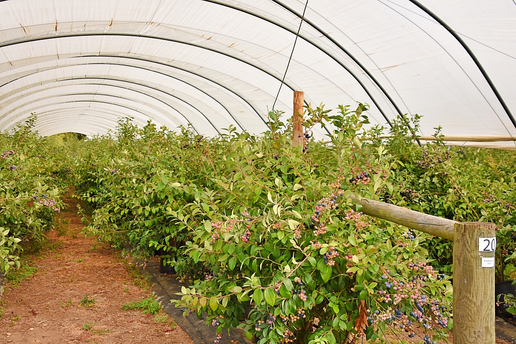 Blueberries Growing in a Polytunnel