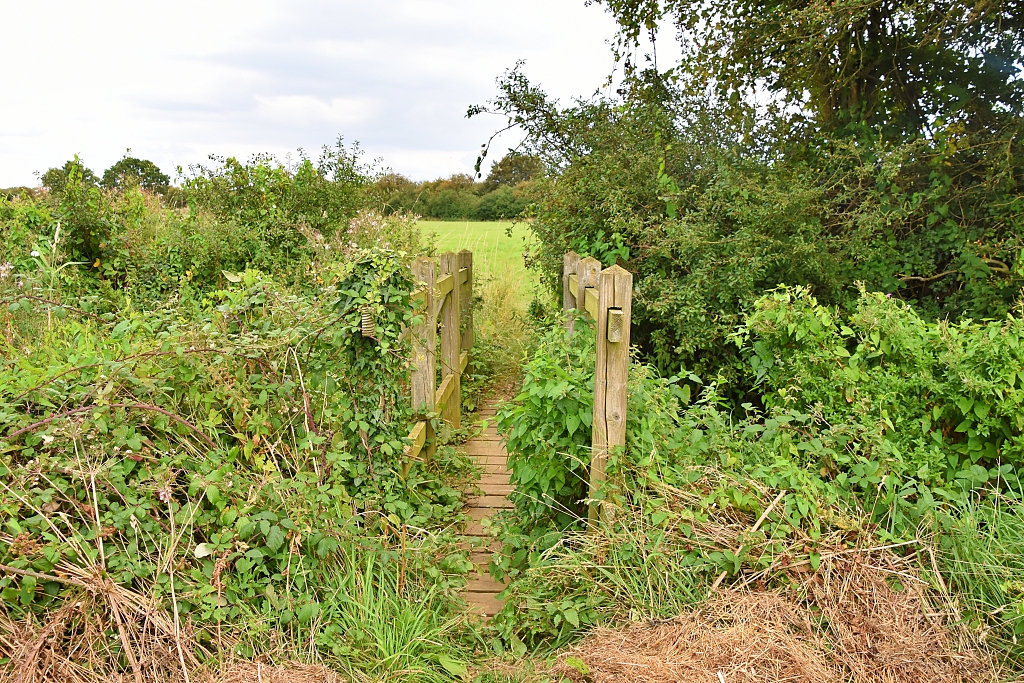 Narrow Overgrown Wooden Bridge