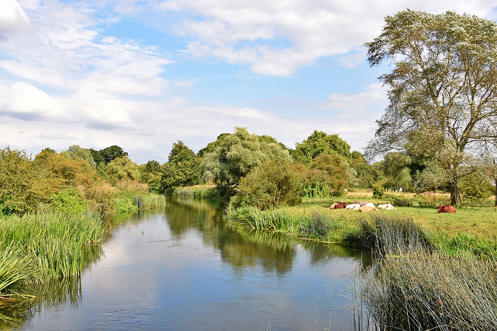 Cows Resting Beside the River Nene in Elton