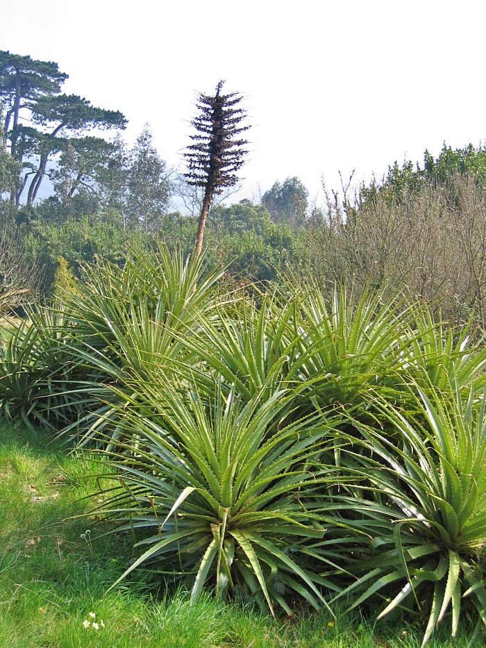 Views of the Gardens at Greenway