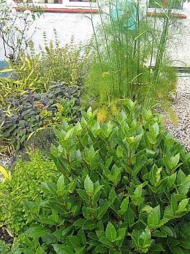 My Herb Patch © essentially-england.com