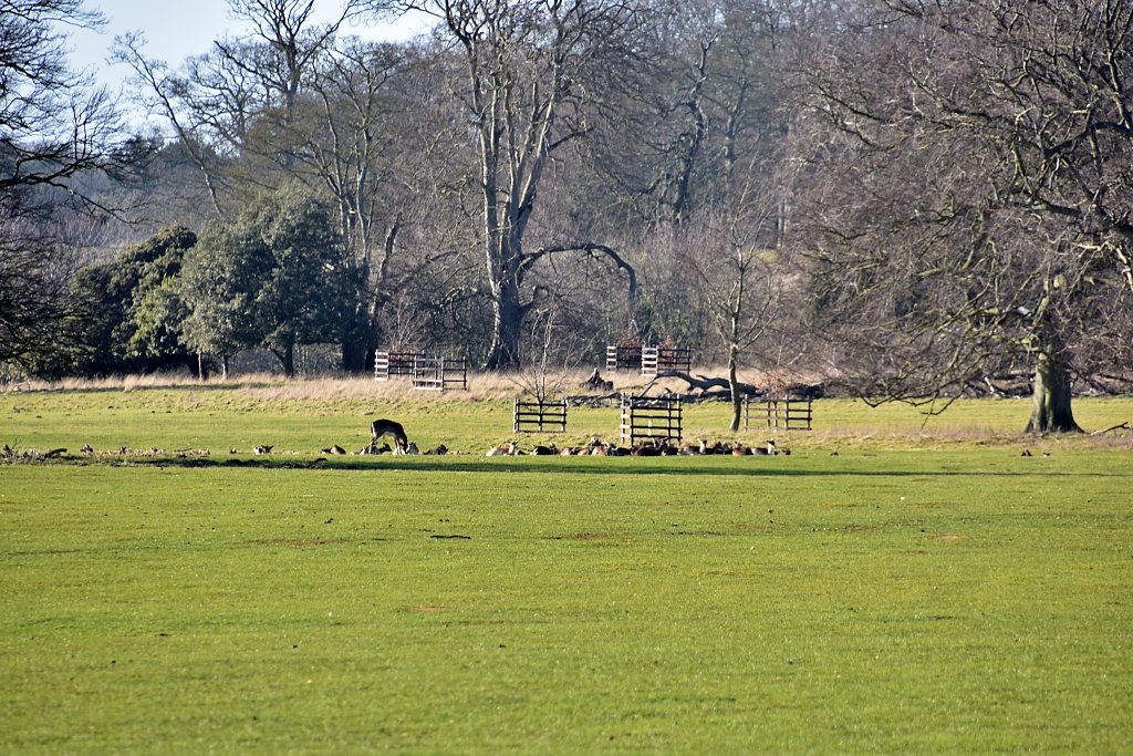 Deer in Holkham Park