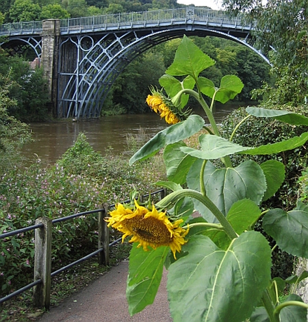 Sunflowers in Ironbridge &copy; essentially-england.com