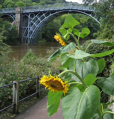 Sunflowers in Ironbridge © essentially-england.com