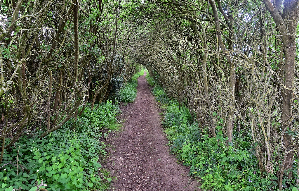 A Tree Tunnel during our North Leigh Walk