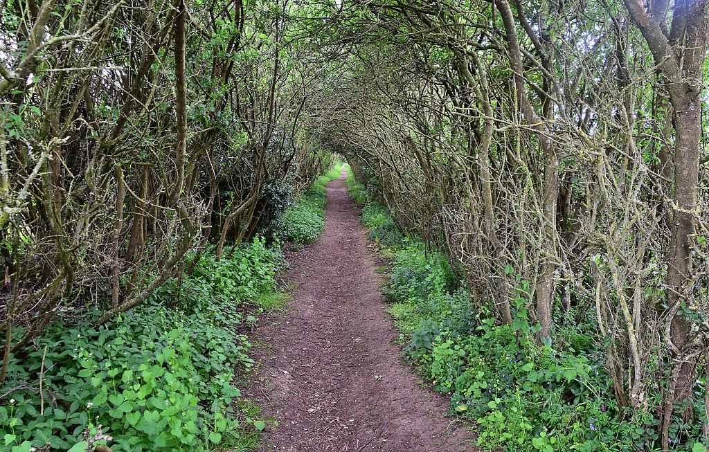 A Tree Tunnel during our North Leigh Walk © essentially-england.com