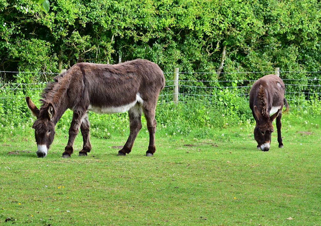 Donkeys Grazing at Perrott's Hill Farm Near the End of our North Leigh Walk