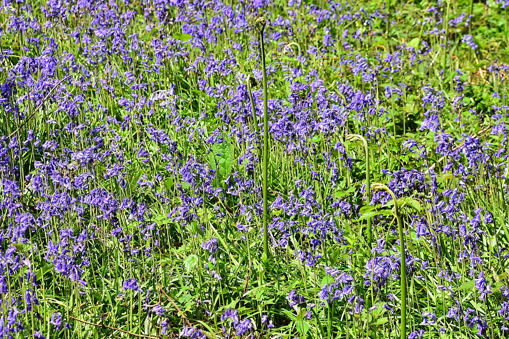 Blue Bells on North Leigh Common © essentially-england.com