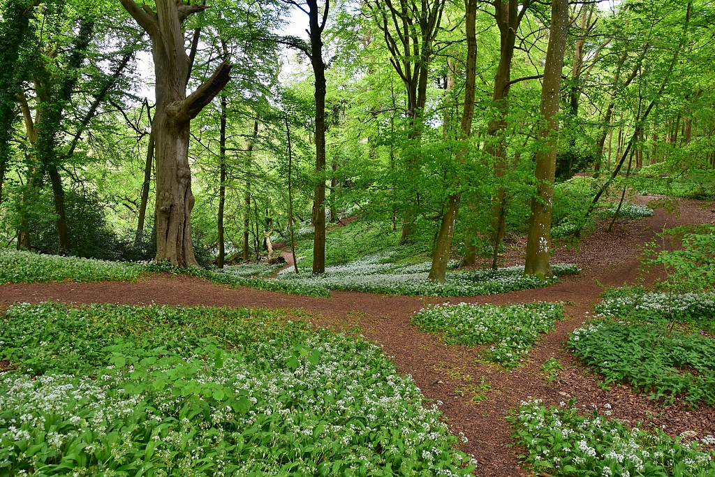 A Maze of Paths and Wild Garlic © essentially-england.com