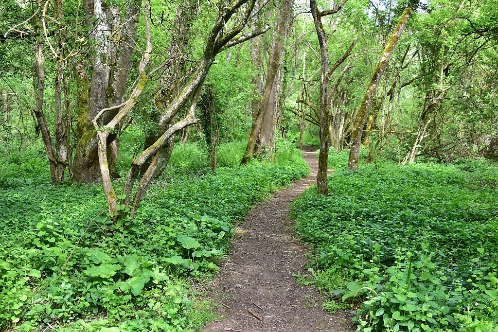One of the Many Woodland Footpaths on North Leigh Common