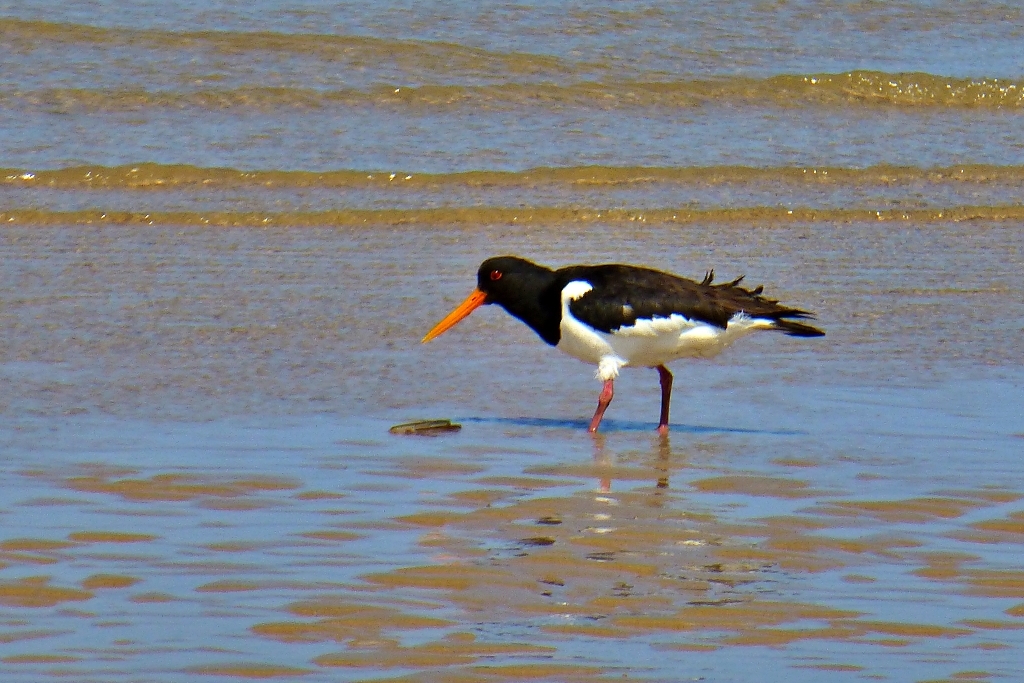 An Oyster Catcher - See if You Can Spot