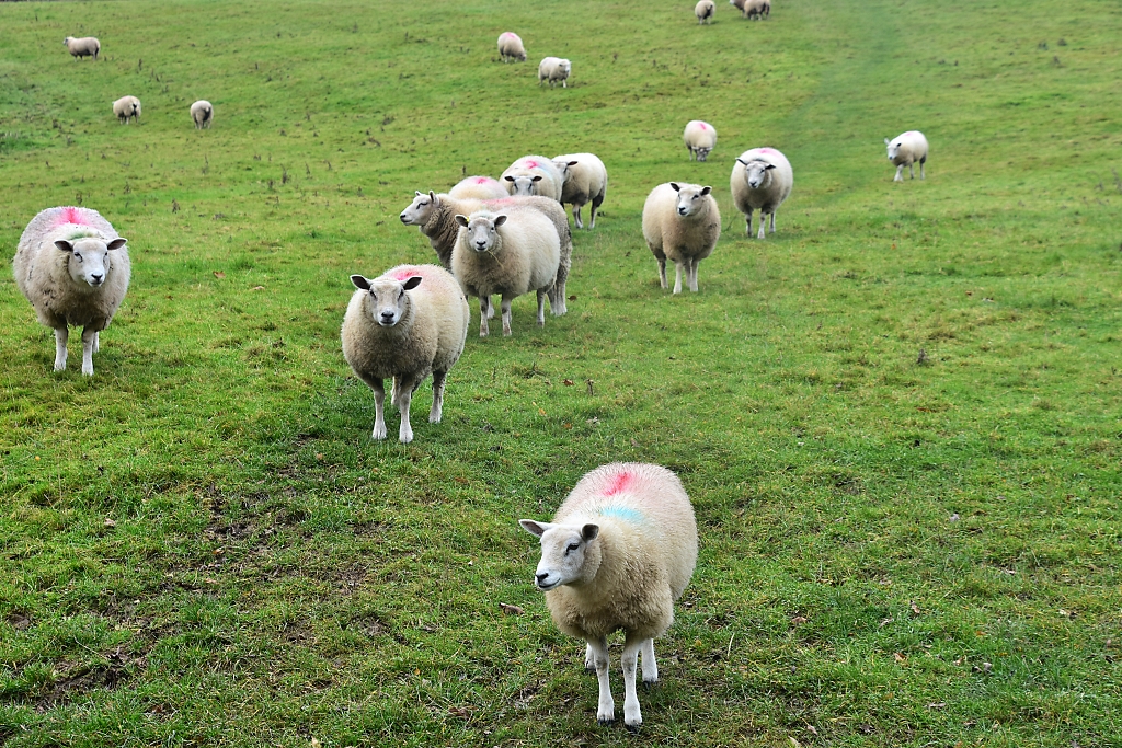 Sheep Playing Follow The Leader © essentially-england.com
