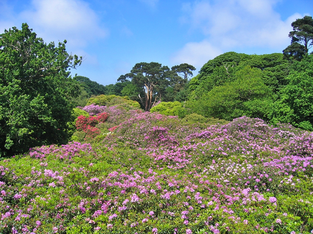 Sheringham Park in Bloom