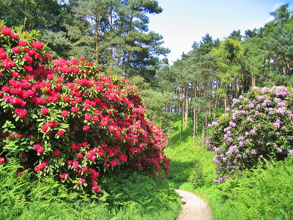 Sheringham Park Walk to Lookout Tower © essentially-england.com