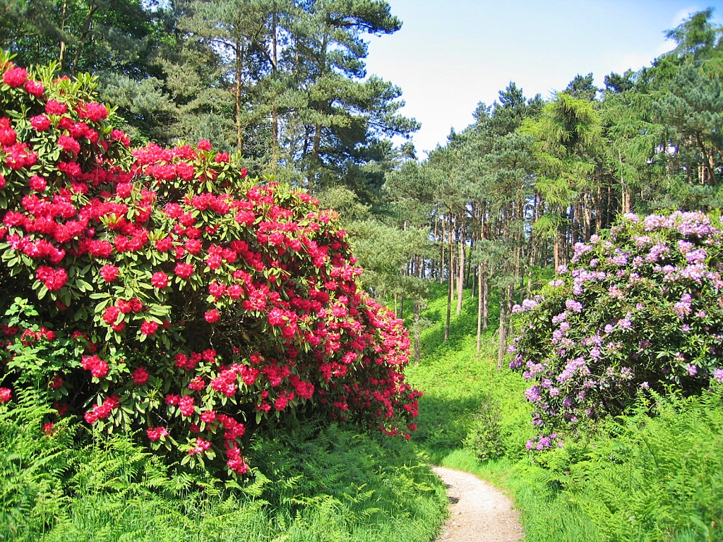 Sheringham Park Walk to Lookout Tower