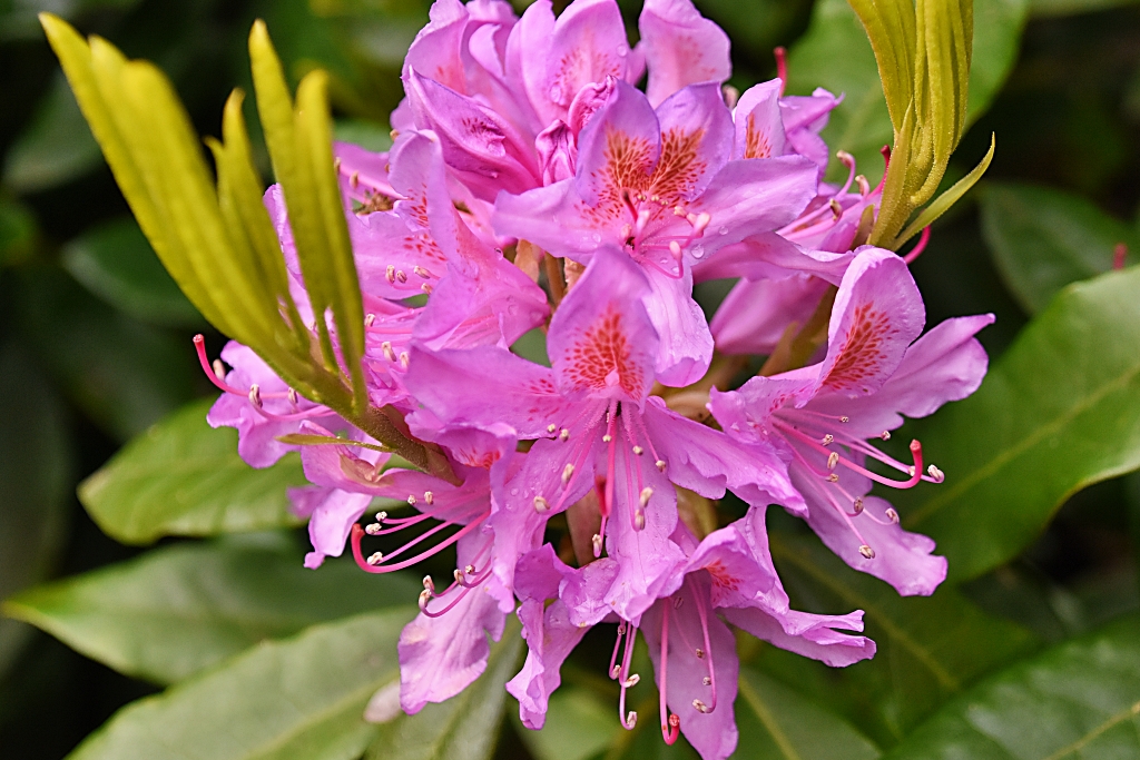 Rhododendron Flower Seen During Our Sheringham Park and Coast Walk