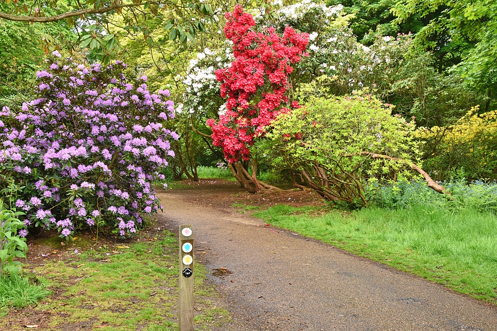 Colourful Rhododendron Bushes at Sheringham Park