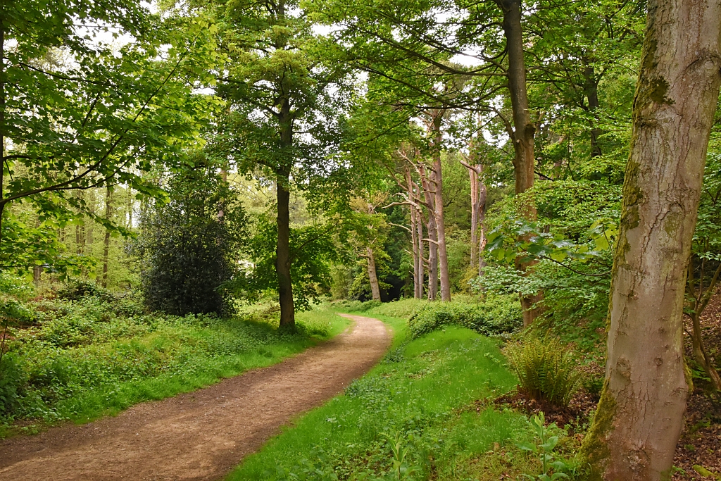 Sheringham Park Woodland Scene