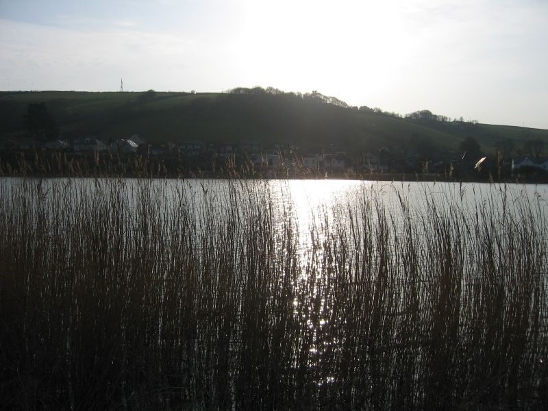 Slapton Sands is a haven for wildlife